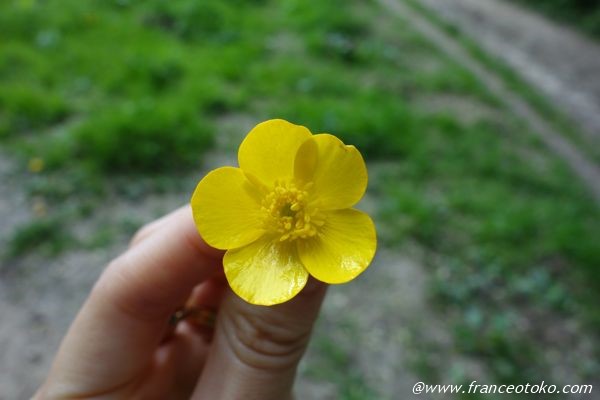 黄色　花