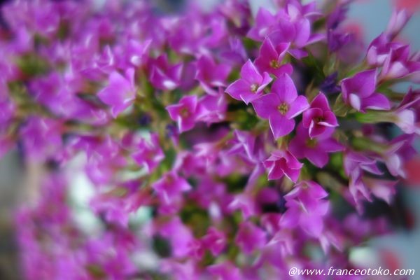 紫　花