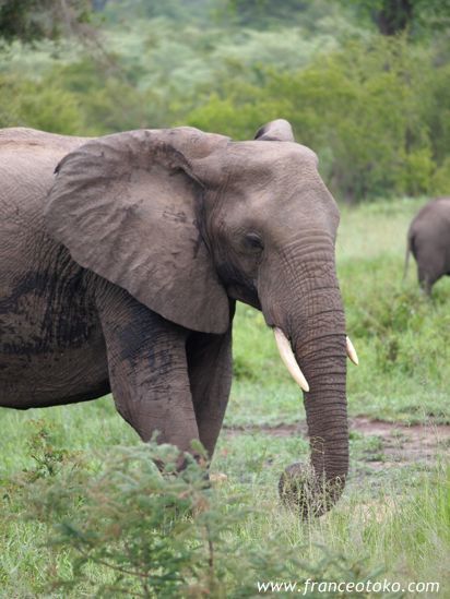 南アフリカ　クルーガー国立公園（Kruger National Park）の象