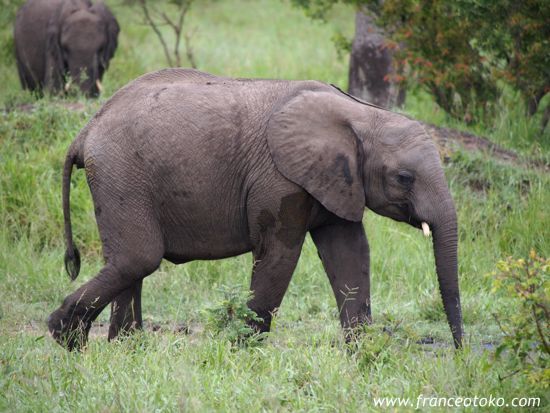 南アフリカ　クルーガー国立公園（Kruger National Park）の象