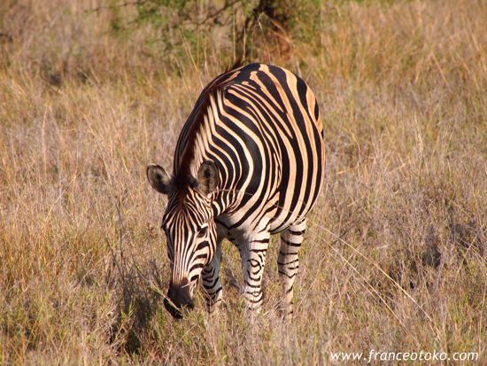 クルーガー国立公園（:Kruger National Park）