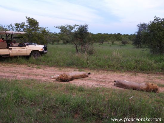 南アフリカ/クルーガー国立公園/ライオン