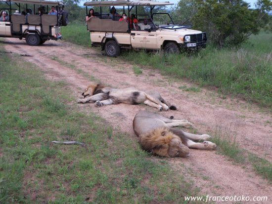 南アフリカ/クルーガー国立公園/ライオン