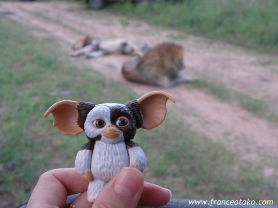 ギズモのサファリ