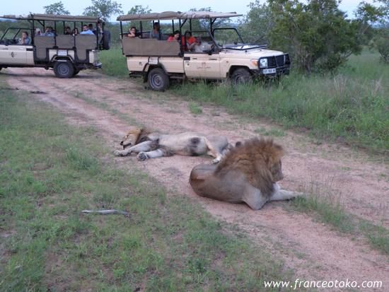南アフリカ/クルーガー国立公園/ライオン
