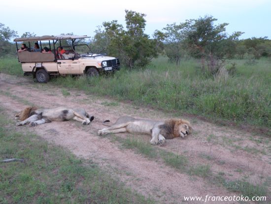 南アフリカ/クルーガー国立公園/ライオン