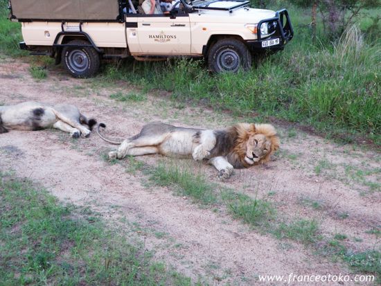 南アフリカ/クルーガー国立公園/ライオン