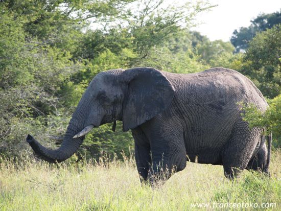 南アフリカの象