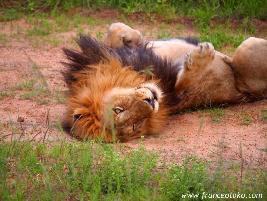 南アフリカ/クルーガー国立公園/ライオン