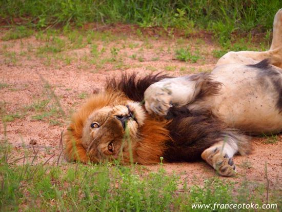 南アフリカ/クルーガー国立公園/ライオン