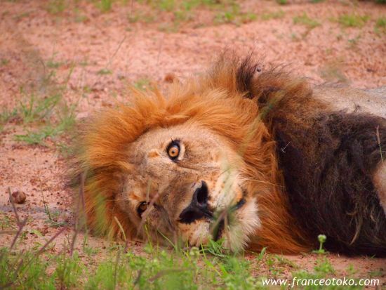 南アフリカ/クルーガー国立公園/ライオン