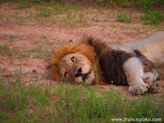 南アフリカ/クルーガー国立公園/ライオン