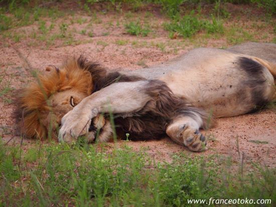 南アフリカ/クルーガー国立公園/ライオン