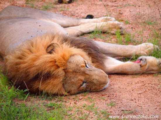 南アフリカ/クルーガー国立公園/ライオン