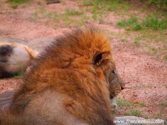 南アフリカ/クルーガー国立公園/ライオン
