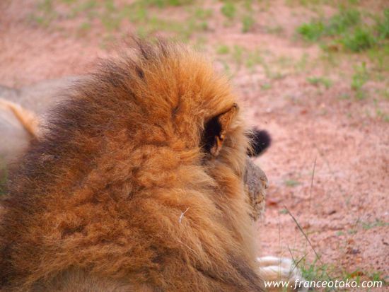 南アフリカ/クルーガー国立公園/ライオン