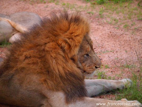 南アフリカ/クルーガー国立公園/ライオン