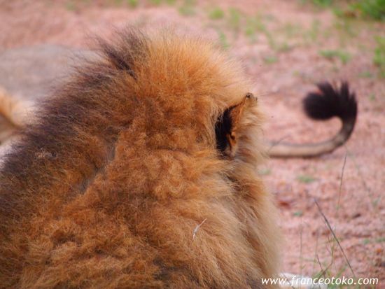 南アフリカ/クルーガー国立公園/ライオン