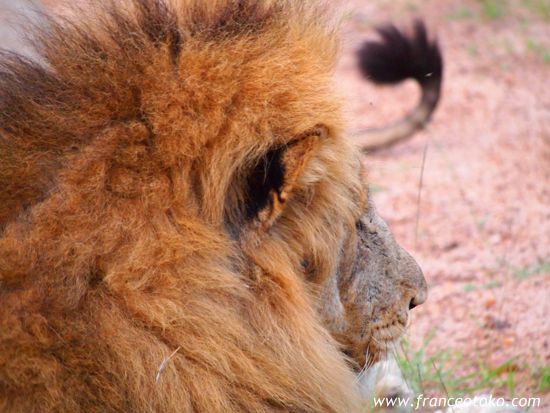 南アフリカ/クルーガー国立公園/ライオン