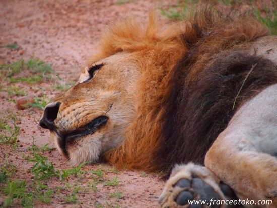 南アフリカ/クルーガー国立公園/ライオン