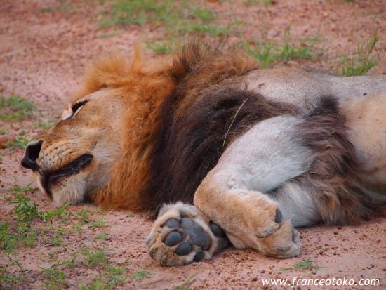 南アフリカ/クルーガー国立公園/ライオン