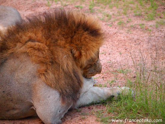 南アフリカ/クルーガー国立公園/ライオン