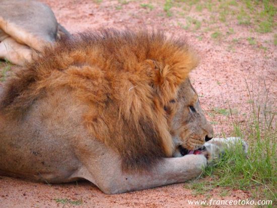 南アフリカ/クルーガー国立公園/ライオン