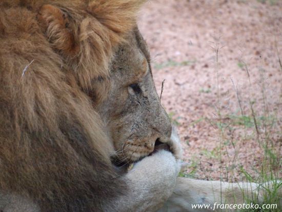 南アフリカ/クルーガー国立公園/ライオン