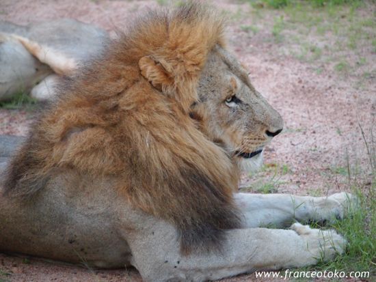 南アフリカ/クルーガー国立公園/ライオン