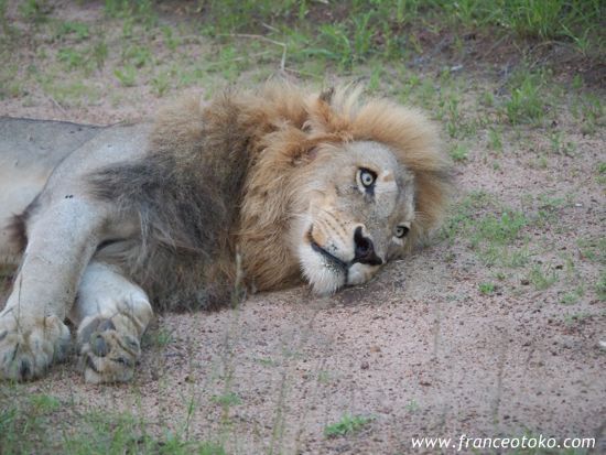 南アフリカ/クルーガー国立公園/ライオン