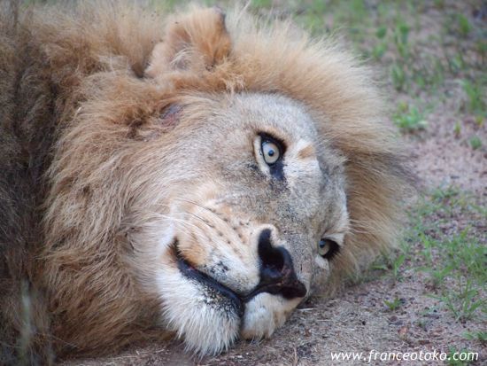 南アフリカ/クルーガー国立公園/ライオン