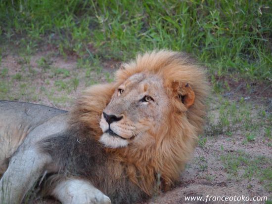 南アフリカ/クルーガー国立公園/ライオン