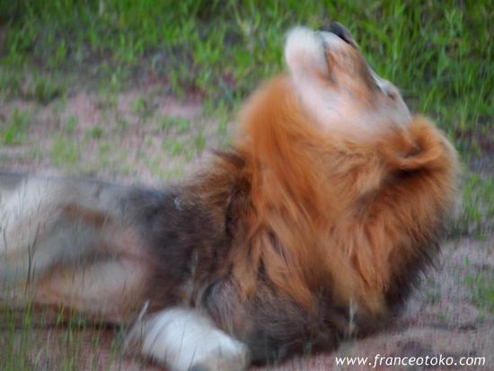南アフリカ/クルーガー国立公園/ライオン