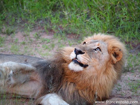 南アフリカ/クルーガー国立公園/ライオン