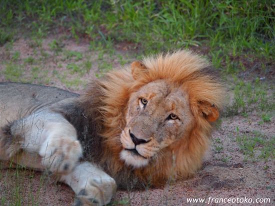 南アフリカ/クルーガー国立公園/ライオン