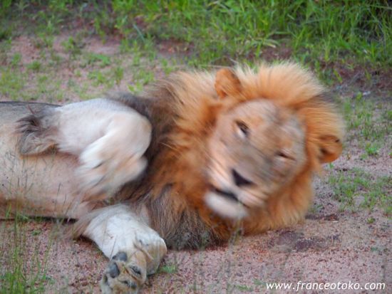 南アフリカ/クルーガー国立公園/ライオン