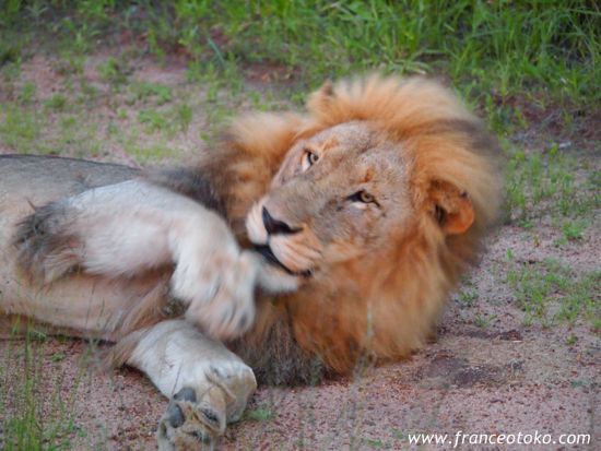 南アフリカ/クルーガー国立公園/ライオン