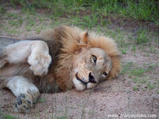 南アフリカ/クルーガー国立公園/ライオン