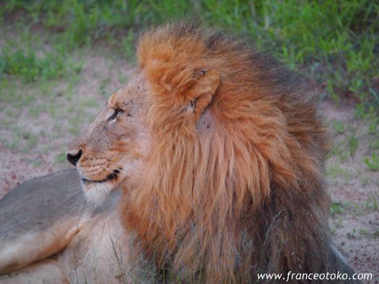 南アフリカ/クルーガー国立公園/ライオン