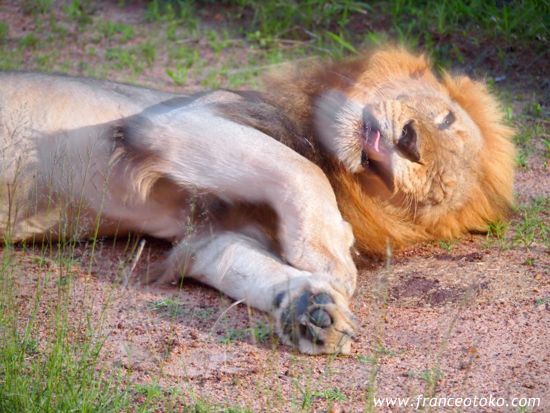 南アフリカ/クルーガー国立公園/ライオン
