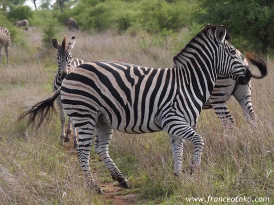 南アフリカでサファリ、クルーガー国立公園（:Kruger National Park）