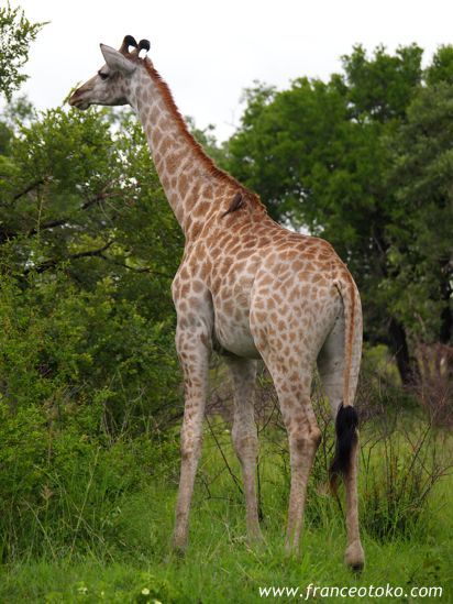 南アフリカのキリン