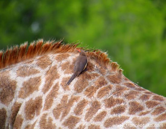 南アフリカのキリン