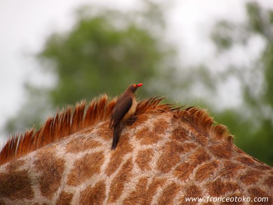 南アフリカのキリン