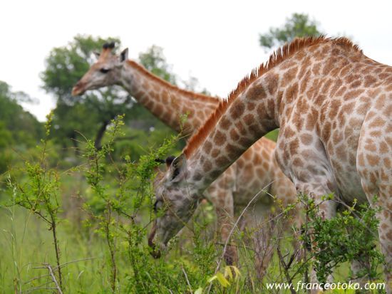 南アフリカのキリン