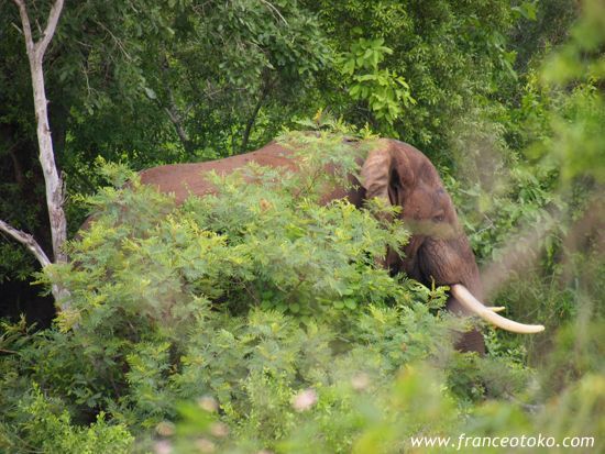 南アフリカの象