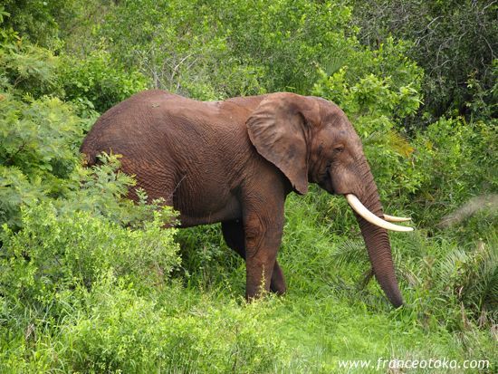南アフリカの象