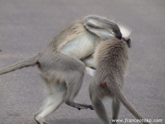 南アフリカの猿