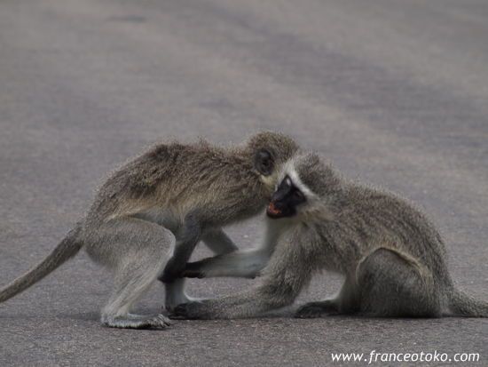 南アフリカの猿