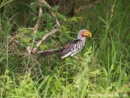 南アフリカ　インバリサファリロッジinbalisafarilodge